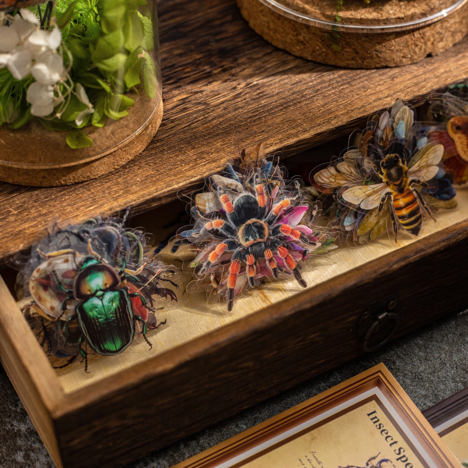 Insect Specimen Guidebook PET Sticker