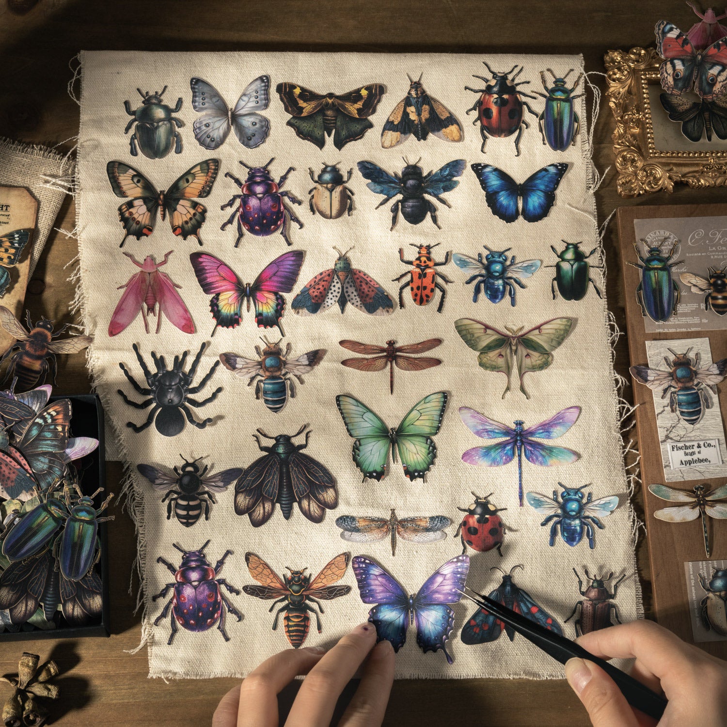 Insect Collector Sticker