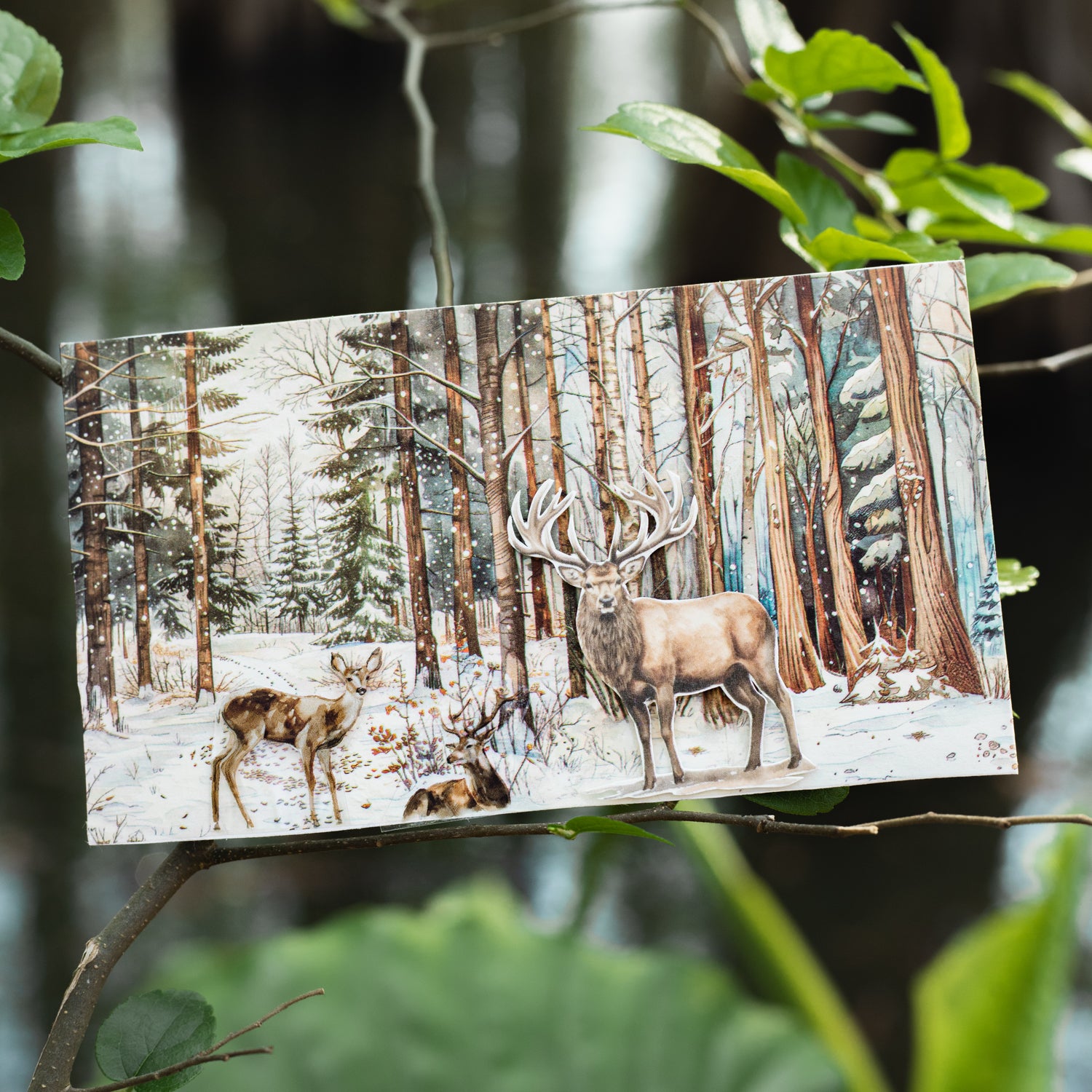 Secrets of the forest Washi Tape