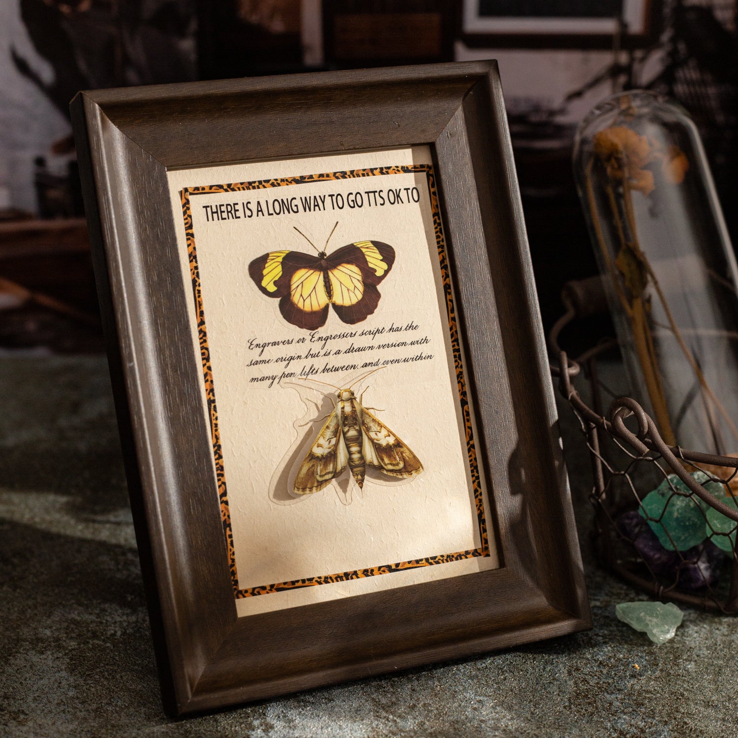 Insect Specimen Guidebook PET Sticker