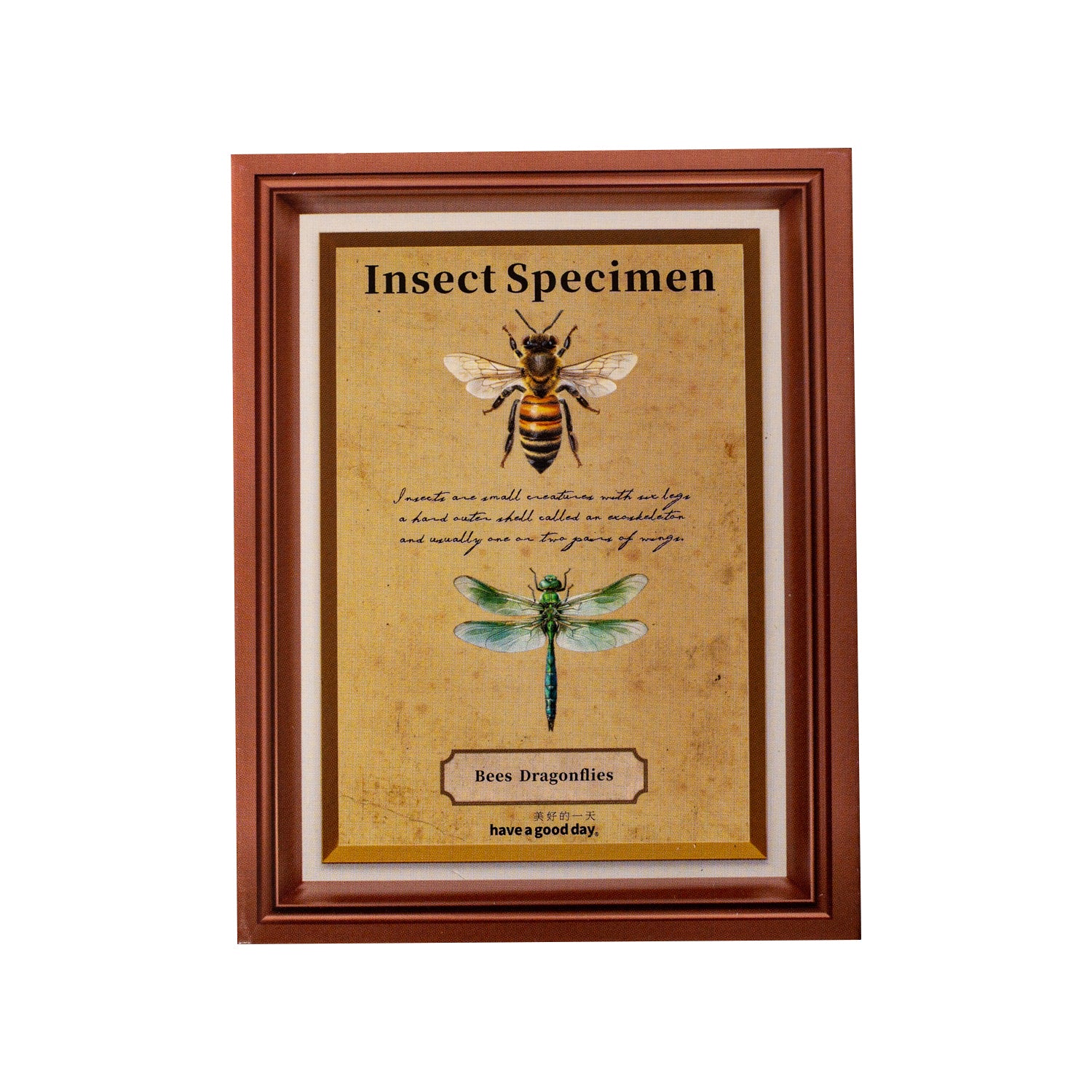 Insect Specimen Guidebook PET Sticker