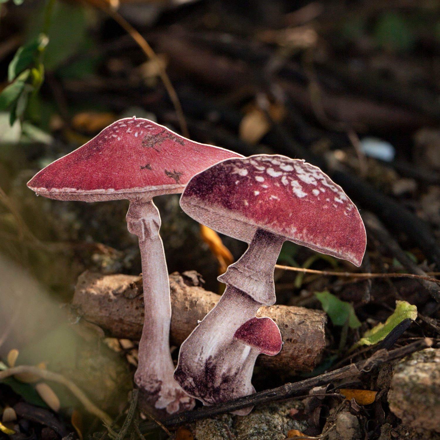 Specimen Box of Time Scrapbooking Paper