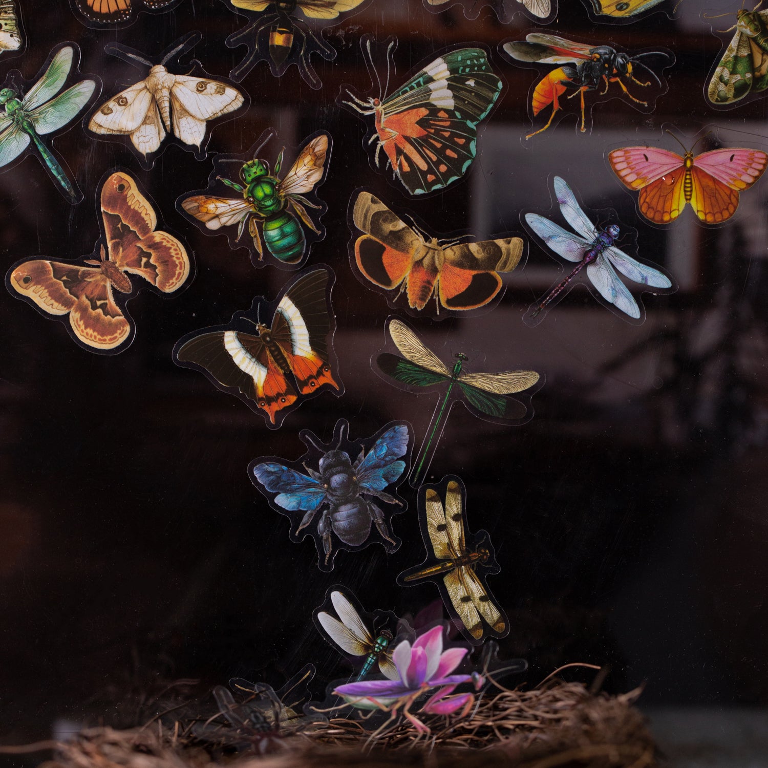 Insect Specimen Guidebook PET Sticker